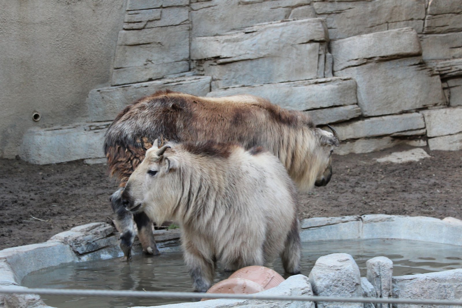 San Diego Zoo Part II 177